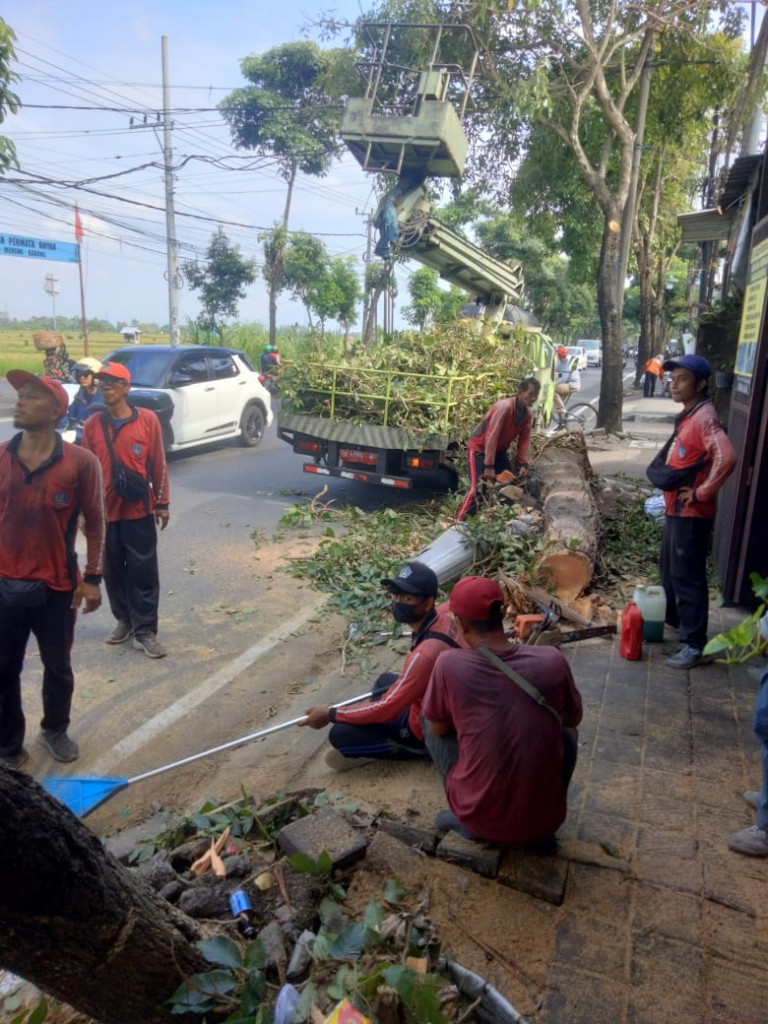 Pemantuan dan ikut berpatisipasi dalam rangka pembersihan pohon tumbang yang terjadi di jalan raya sempidi yang dilaksanakan oleh DlHK .Kab Badung.Selasa, 21 Oktober 2025